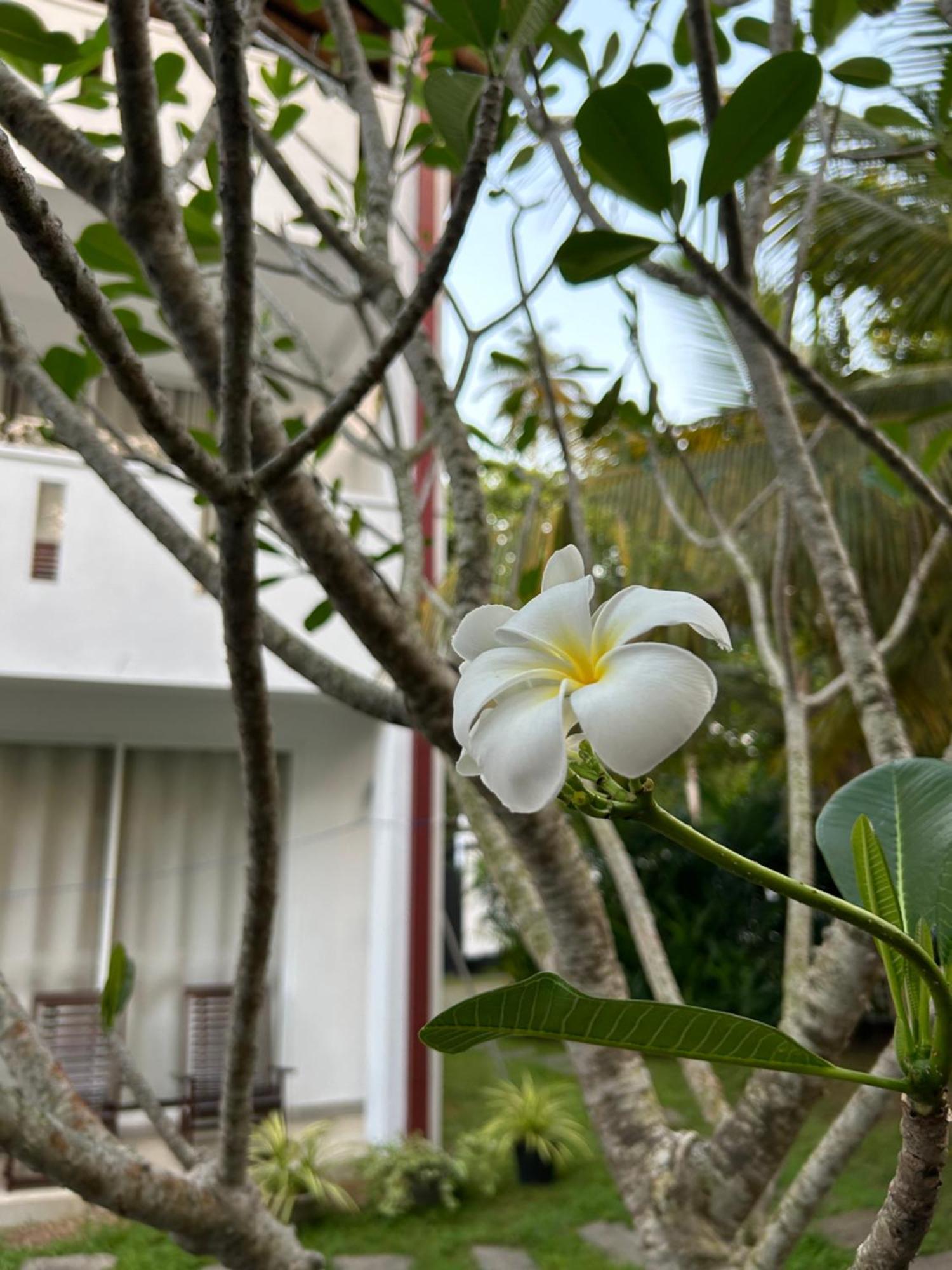 Jippie The Villa Hikkaduwa Extérieur photo